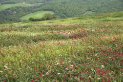 Val d'Orcia 10